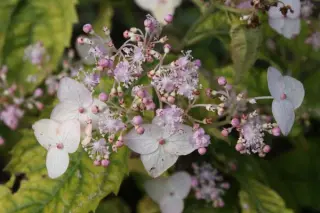 Cardiandra alternifolia 'Pink Geisha'