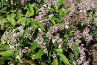 Cardiandra alternifolia 'Pink Geisha'