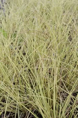 Carex brunnea 'Jenneke'