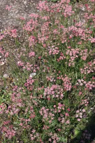 Carum carvi (pink flowers)
