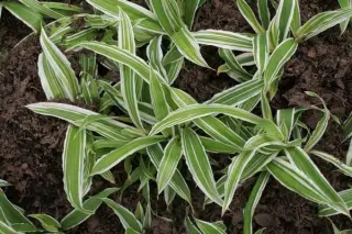 Carex ciliatomarg. 'Treasure Island'