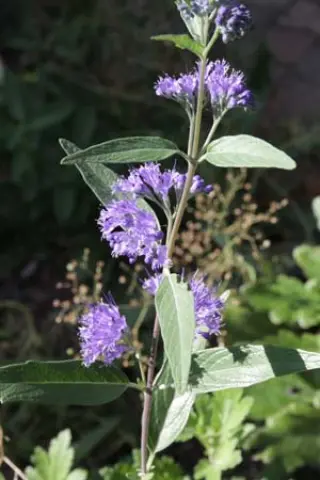 Caryopteris clandonensis 'Dark Knight'