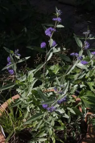 Caryopteris clandonensis 'Dark Knight'