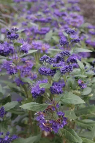 Caryopteris clandonensis 'Grand Blue'