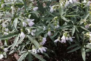 Cardamine concatenata