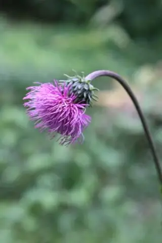 Carduus defloratus subsp. glaucus