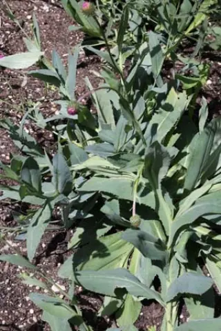 Carduus defloratus subsp. glaucus