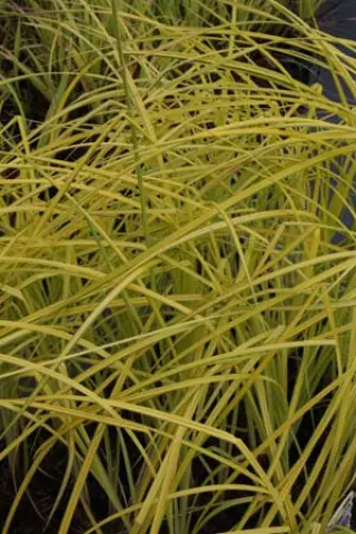 Carex elata 'Aurea' (Bowles' Golden)