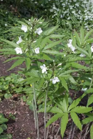 Cardamine heptaphylla 'Guincho Form'