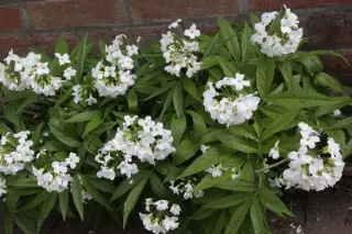 Cardamine heptaphylla