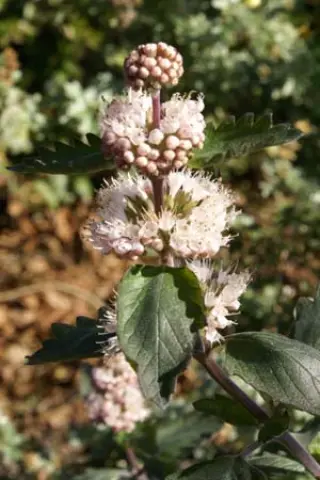 Caryopteris incanum 'Autumn Pink'