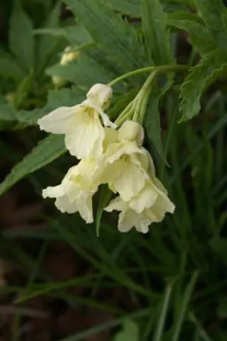 Cardamine kitaibelii (coll. Bosnië)