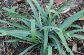 Carex laxiculmis 'Bunny Blue'