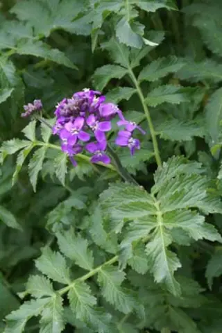 Cardamine macr. 'Bright And Bronzy'