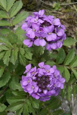 Cardamine macrophylla