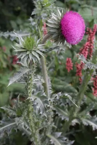 Carduus nutans