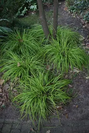 Carex oshimensis 'Everillo'