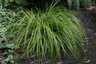 Carex oshimensis 'Everillo'
