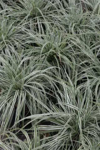 Carex oshimensis 'Everest'
