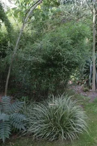 Carex oshimensis 'Everest'