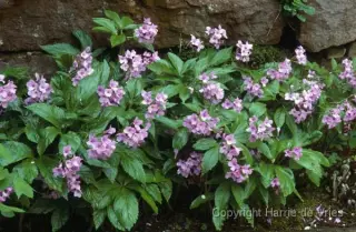 Cardamine pentaphylla
