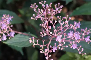 Cardiandra x 'Pérsephone'
