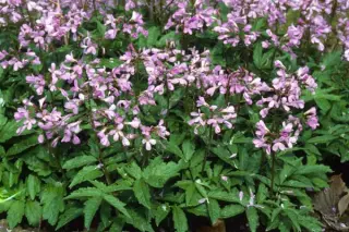 Cardamine quinquefolia
