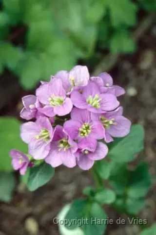 Cardamine raphanifolia