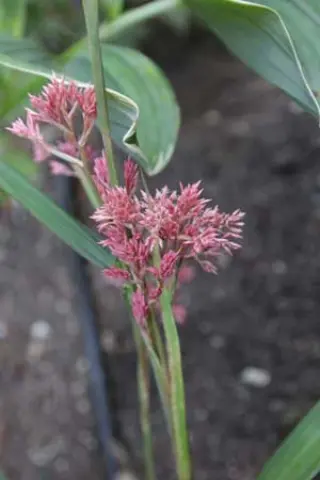 Carex scaposa