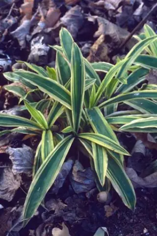 Carex siderostica 'Shima Nishiki