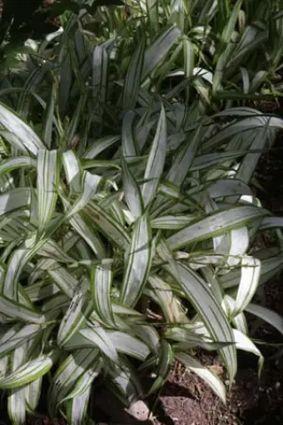 Carex siderostica 'Shiro'
