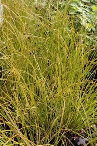 Carex testacea