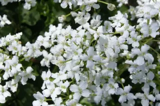 Cardamine trifolia