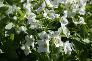 Cardamine waldsteinii (coll. Bosnië)