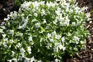 Cardamine waldsteinii (coll. Bosnië)