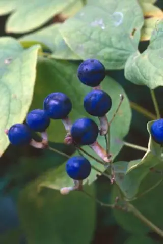 Caulophyllum thalictroides
