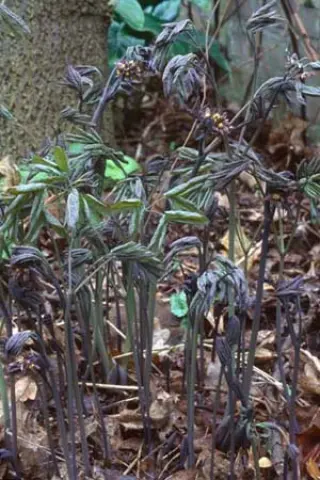 Caulophyllum thalictroides