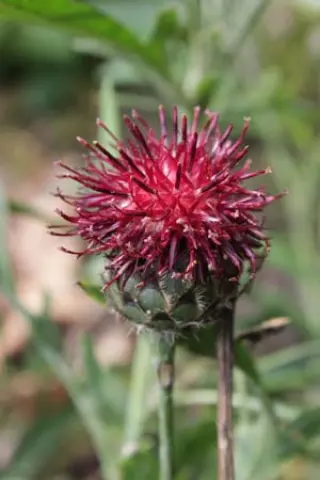 Centaurea benoistii