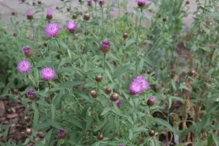 Centaurea debauxii