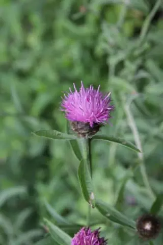 Centaurea debauxii
