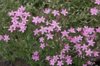 Centaurium erythraea