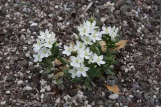 Centaurium erythraea