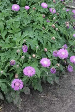 Centaurea dealbata 'John Coutts'
