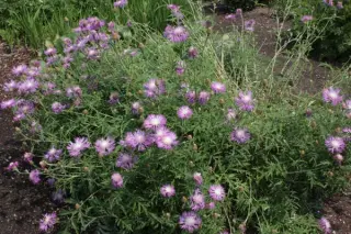 Centaurea karabaghensis