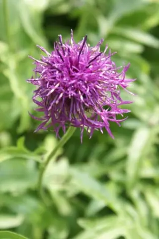 Centaurea kotschyana