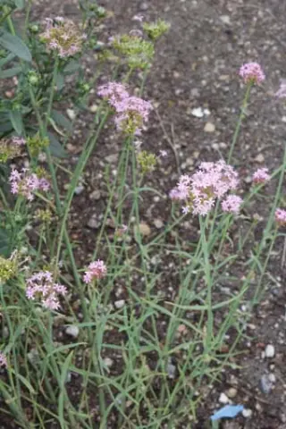 Centranthus lecoqii