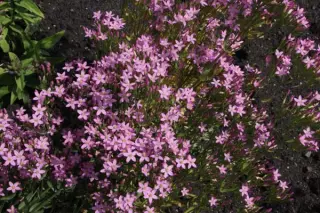 Centaurium littorale