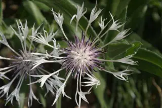 Centaurea mont. 'Lady Flora Hastings'