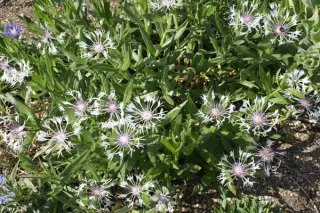 Centaurea mont. 'Lady Flora Hastings'