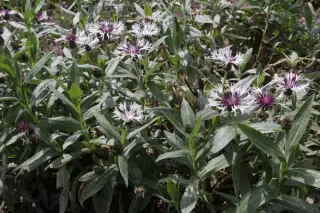 Centaurea montana 'Purple Heart'